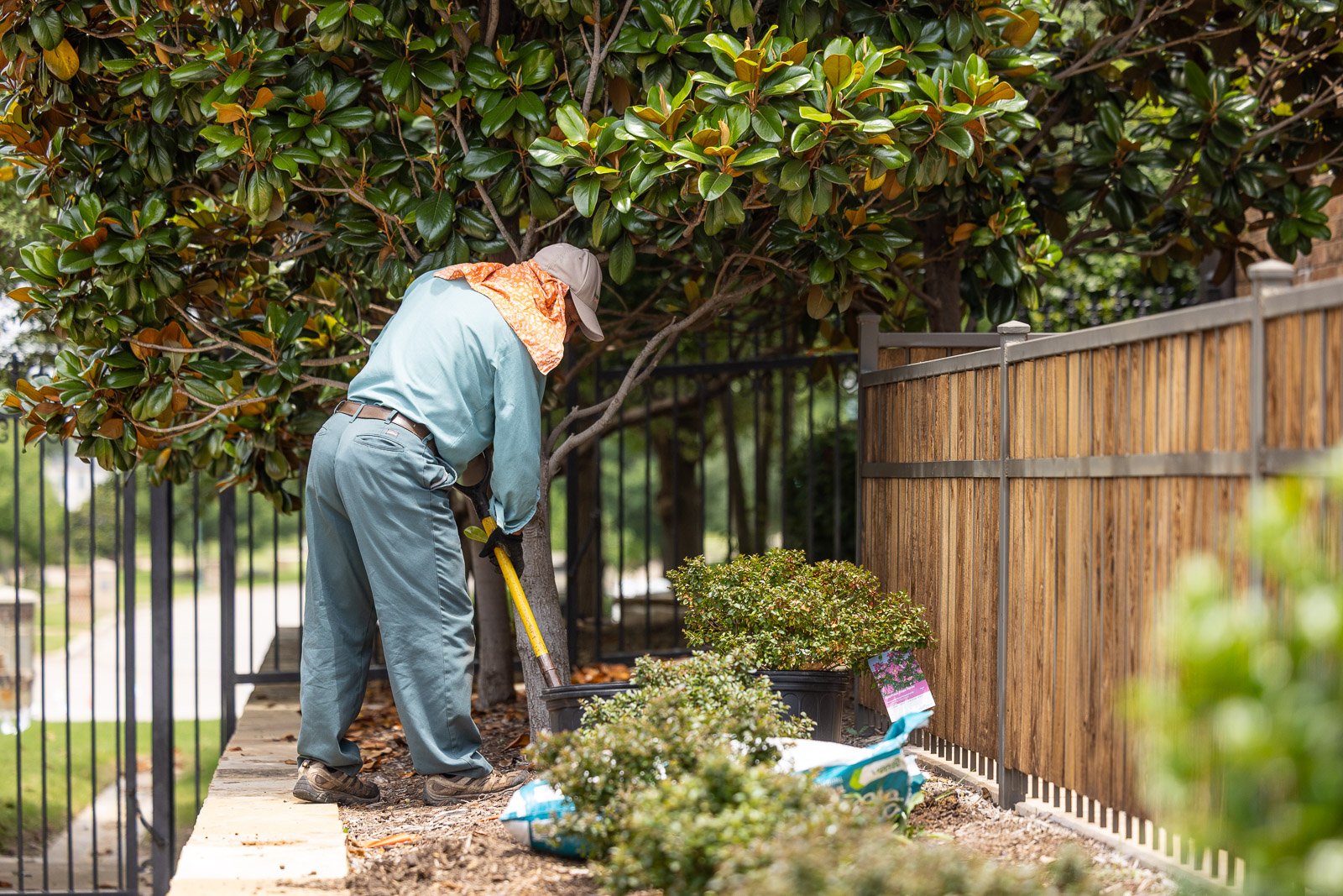crew planting shrubs near fence 