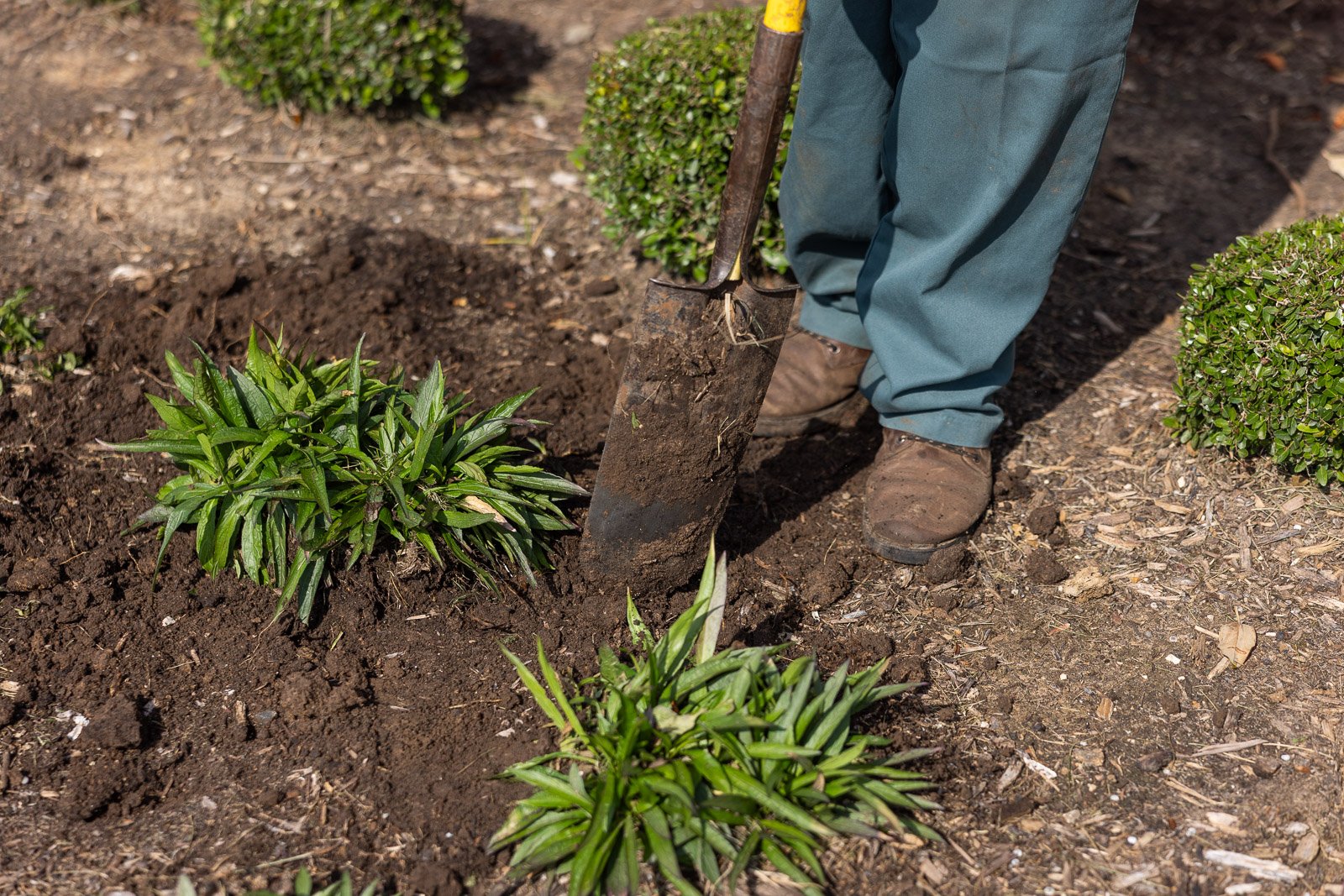 freshly planted plants in landscape bed