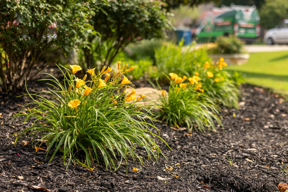 landscape beds fresh mulch