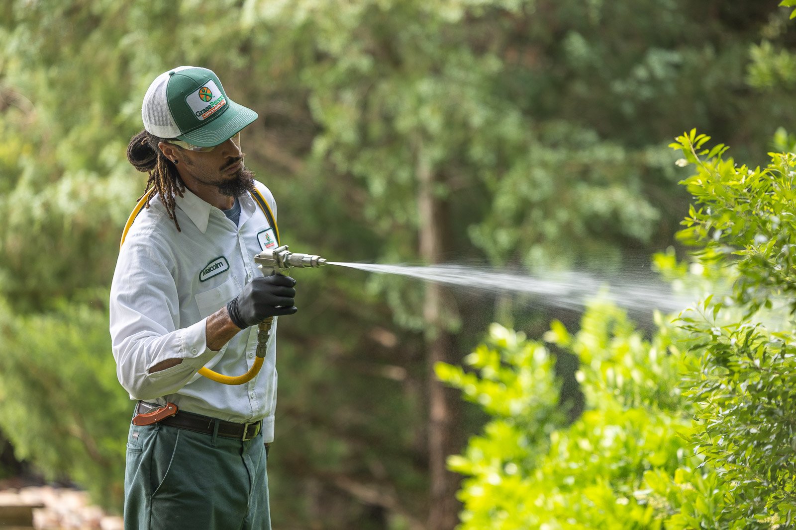 plant health care technician spraying tree 3