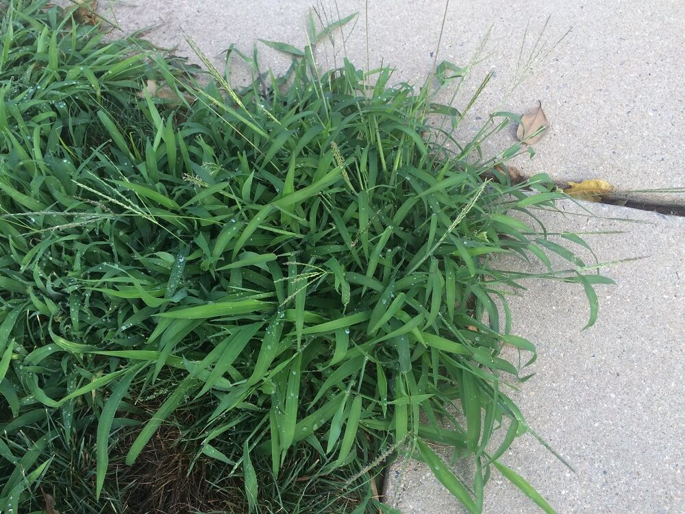 Crabgrass near pavement