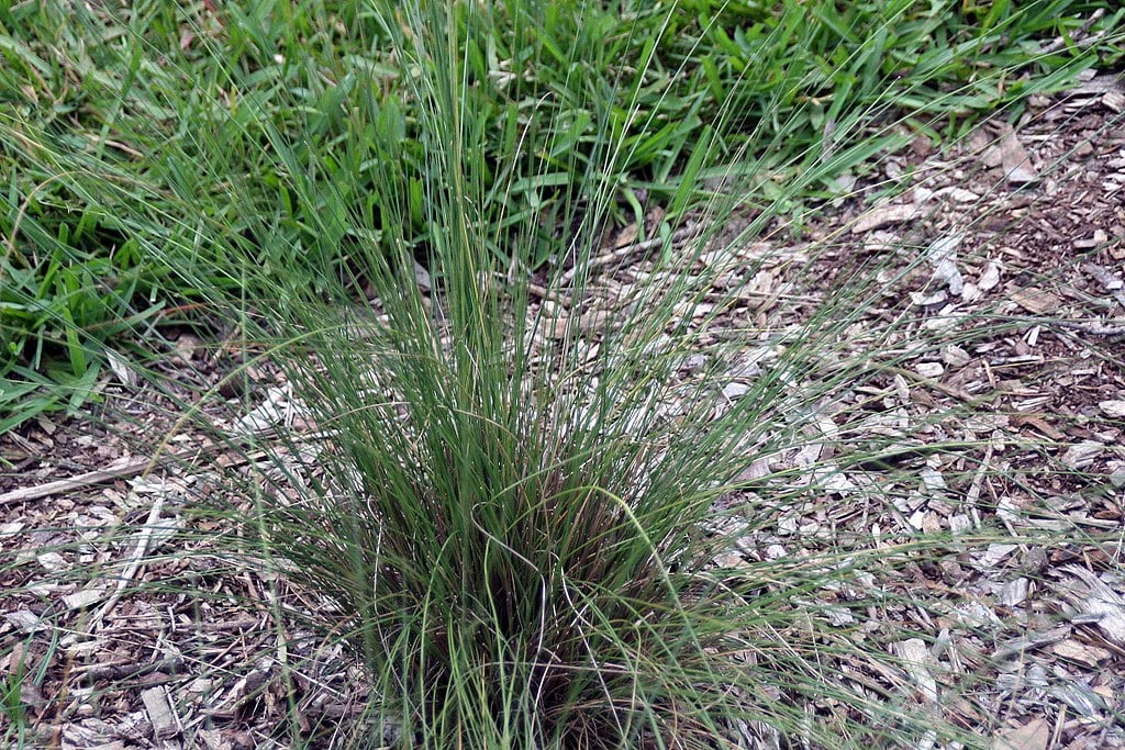 muhly grass