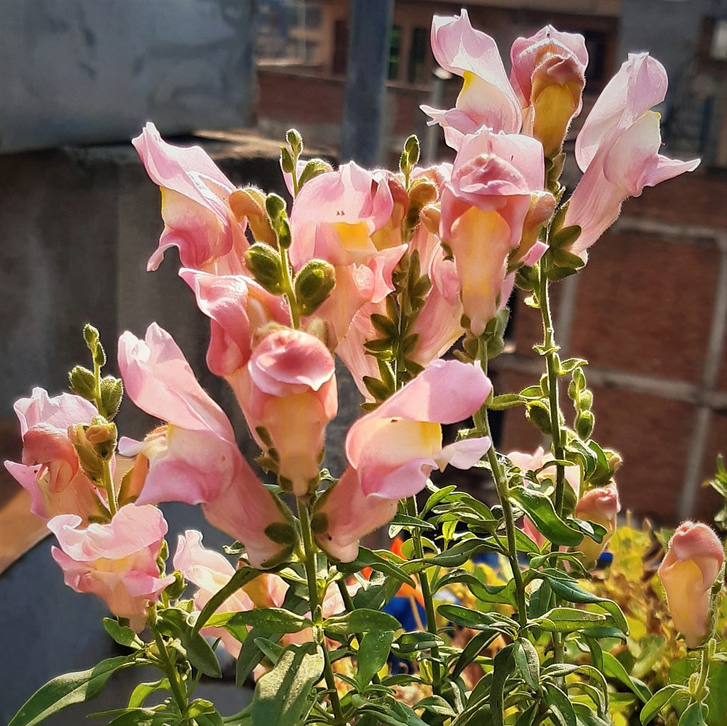 Snap dragon