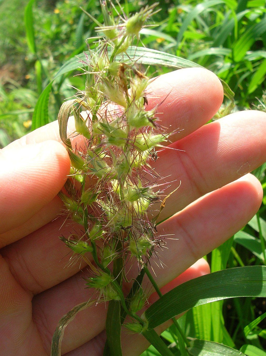 Grass Burr in lawn