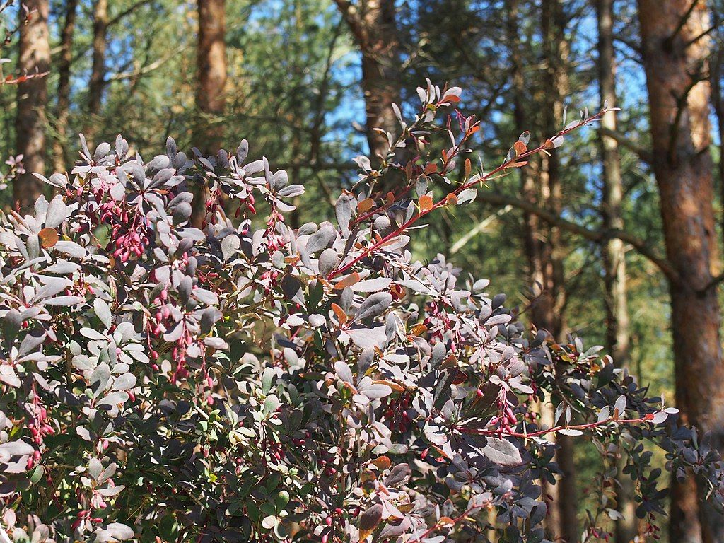 CC-barberry