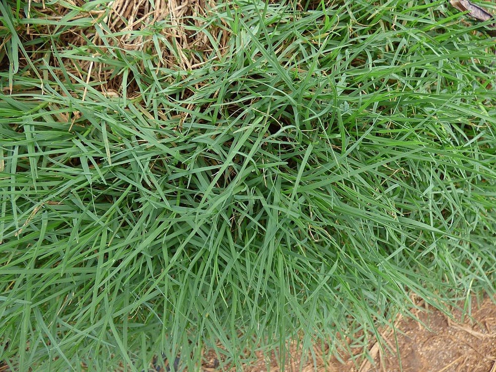Bermuda Grass