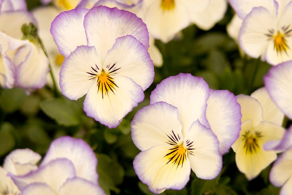 Purple and White Viola