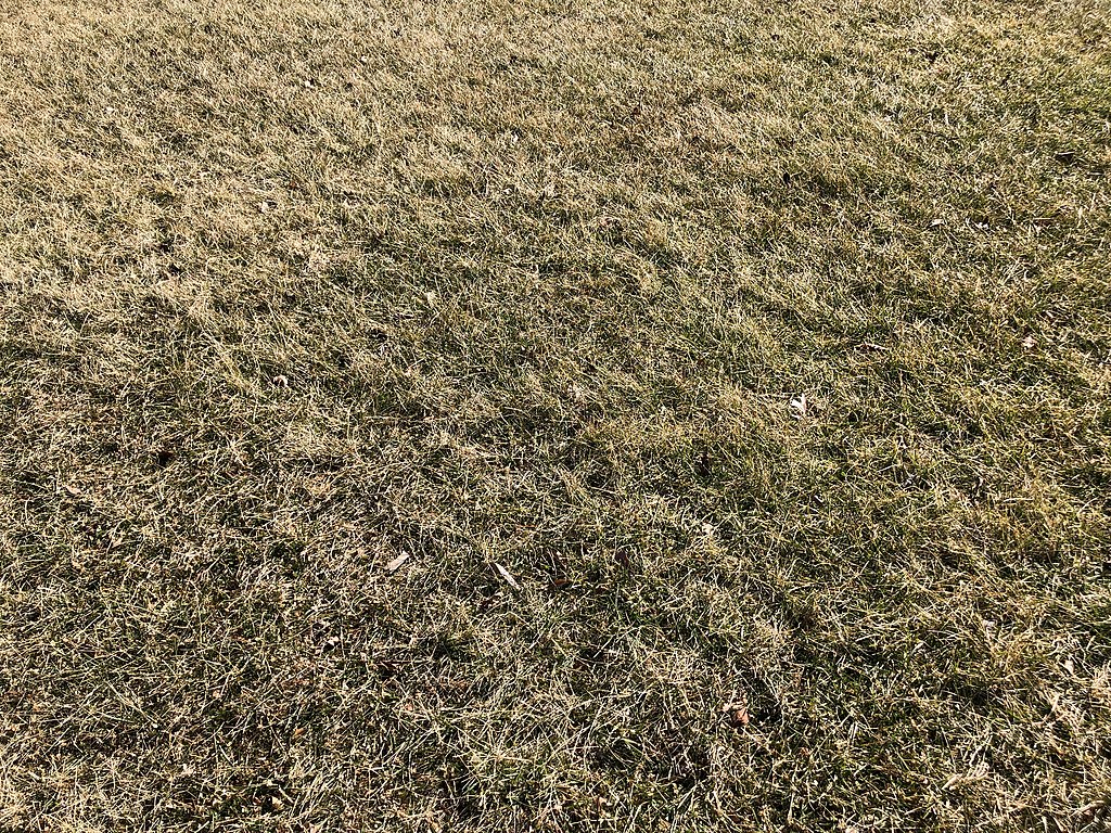 CC-dormant grass