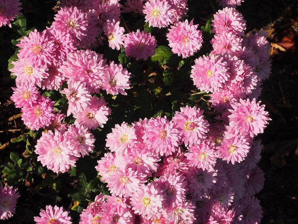 Chrysanthemum