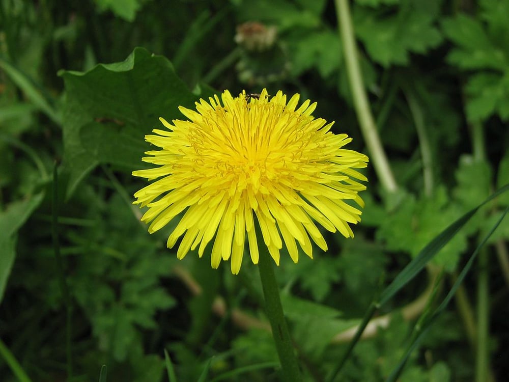 dandelion weed in lawn