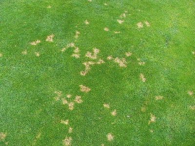 Fungus on Trees, Shrubs, & Grass in Texas: 4 Facts to Help You Take the Right Action