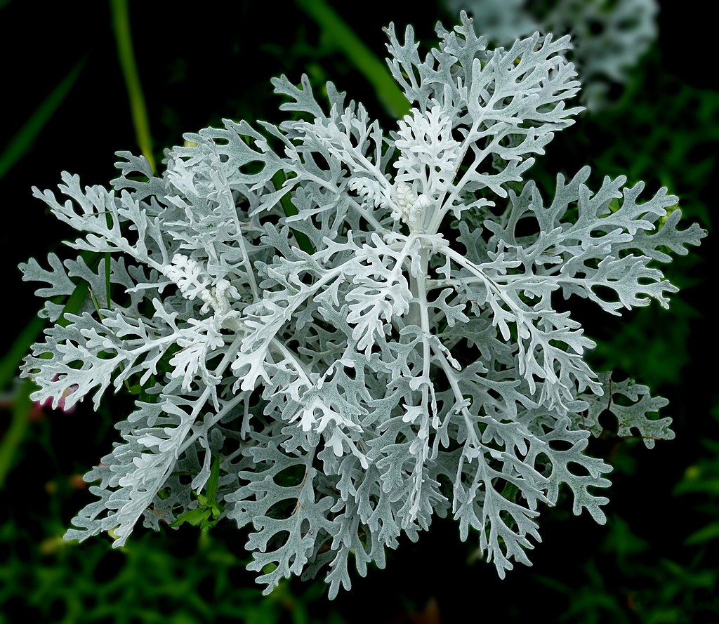 Dusty Miller