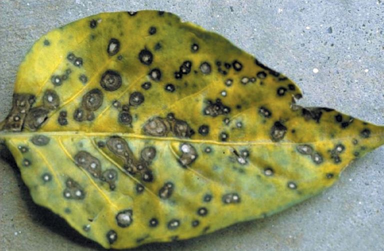 Leaf spot disease on leaf