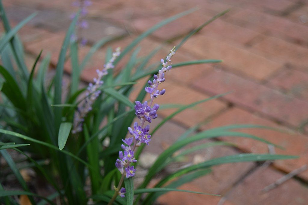 liriope