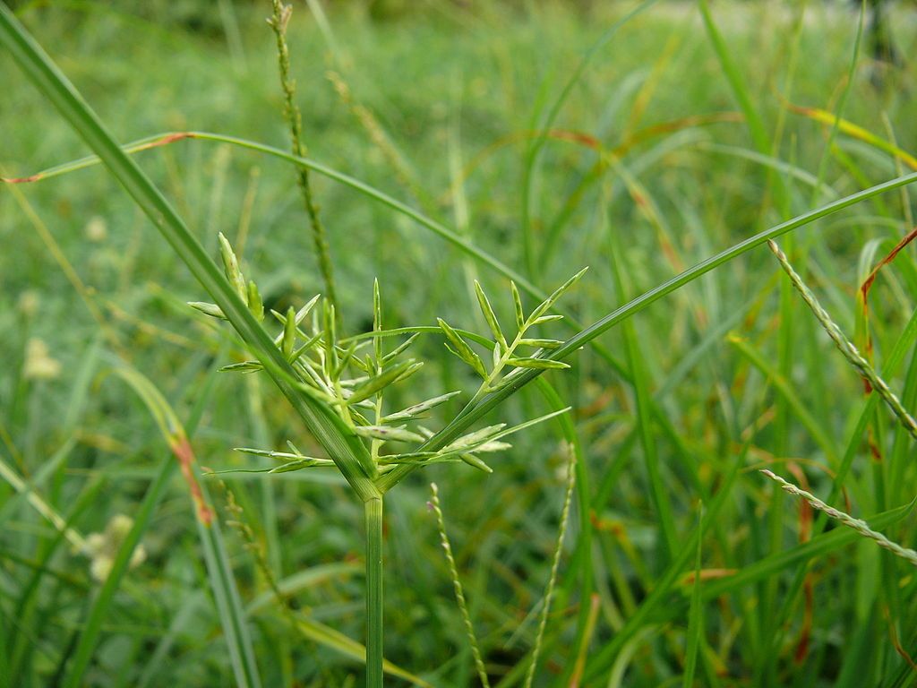 Nutsedge weed growing in grass