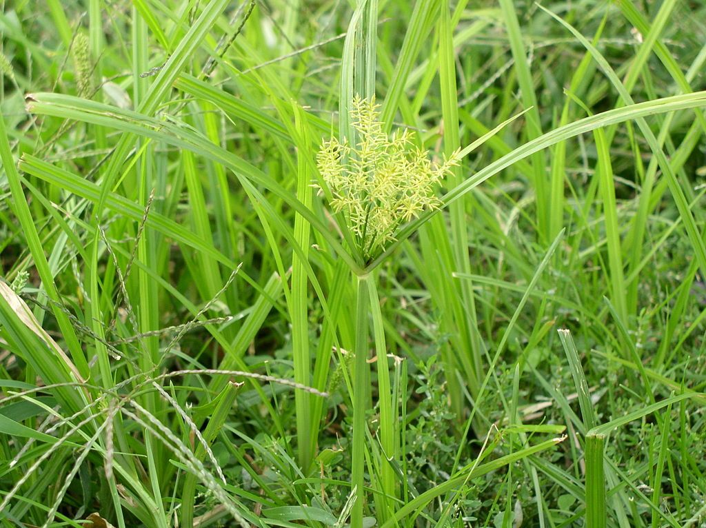 Nutsedge weed in grass