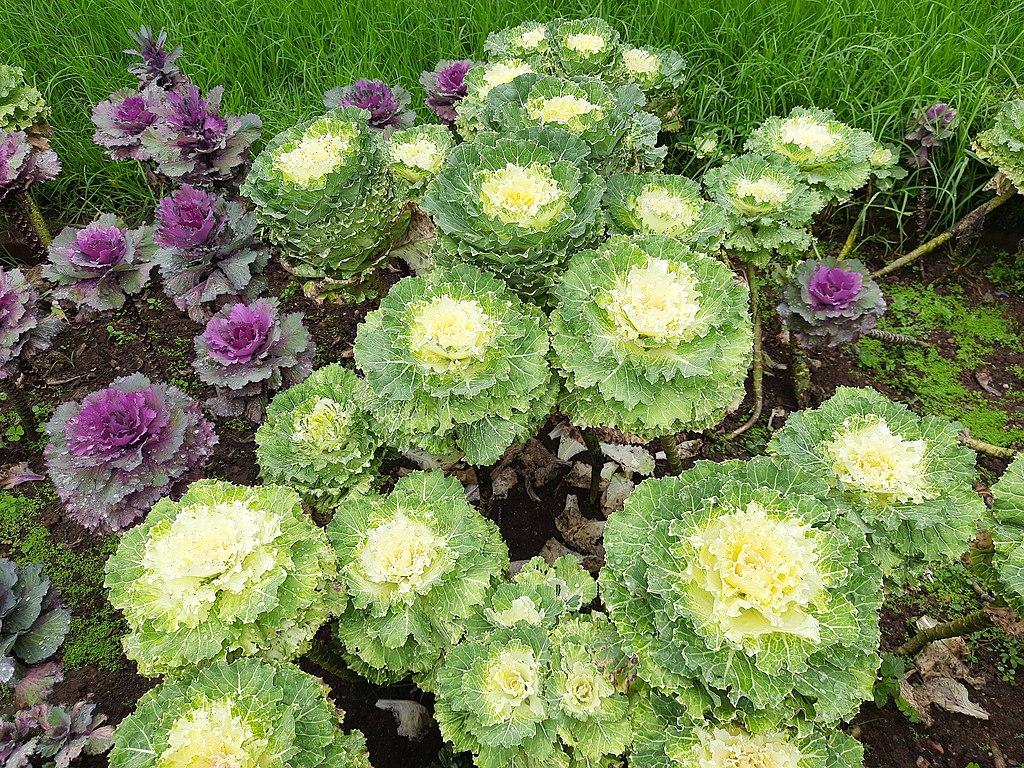 Ornamental Cabbage