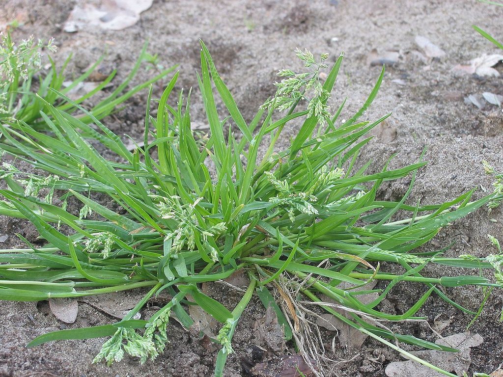 poa annua weed in lawn