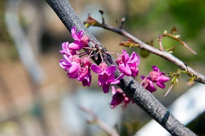 Best Low-Maintenance Trees & Shrubs for North Texas