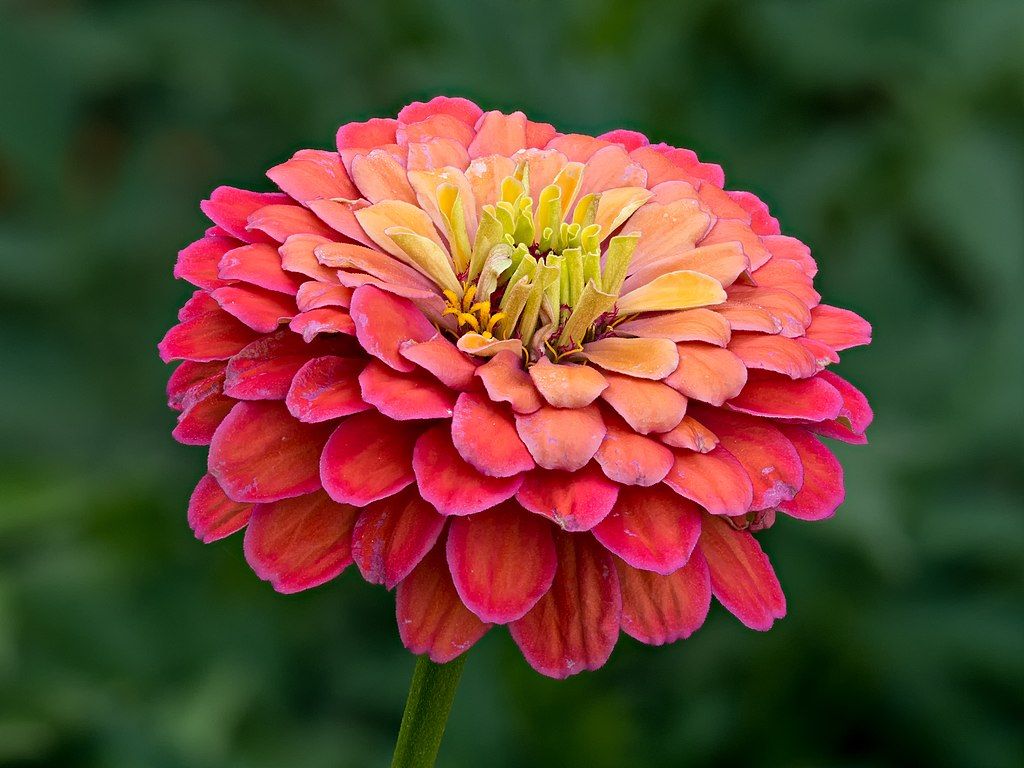 Zinnia annual flower