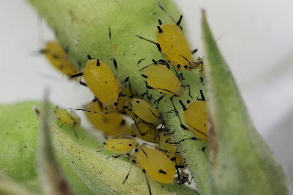 aphids shrub pest
