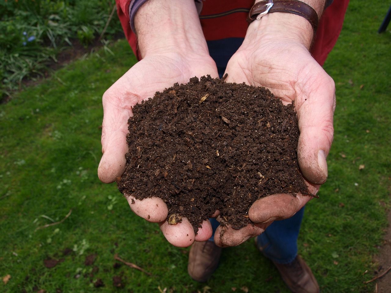 compost for top dressing a lawn