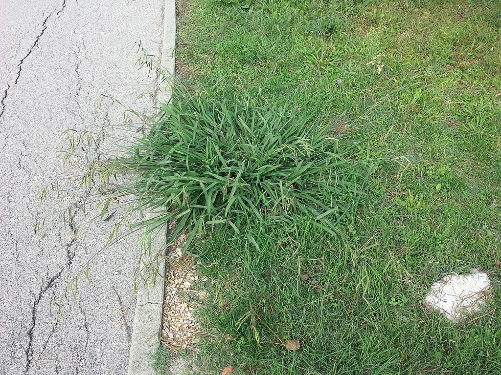 dallisgrass weed in lawn