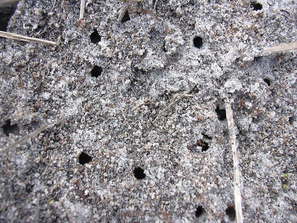 Fire ant mound