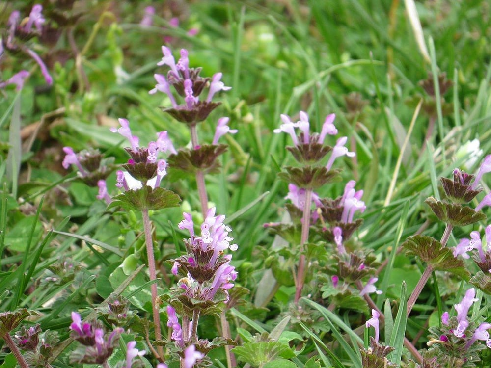 henbit weed growing in lawn
