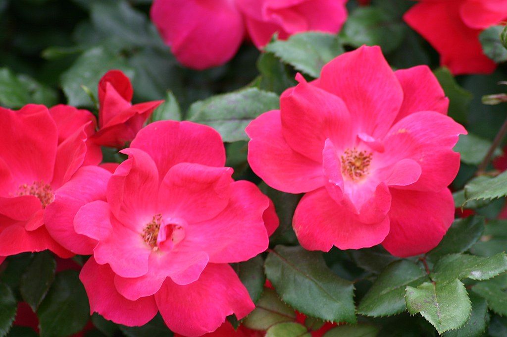 Healthy knock out roses