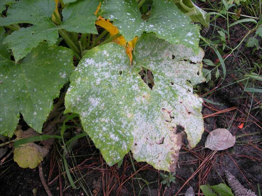powdery mildew plant disease