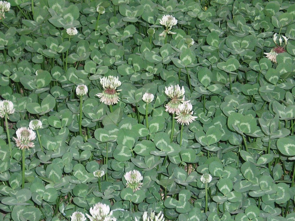 white clover