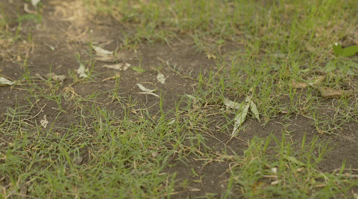 lawn with dead spots