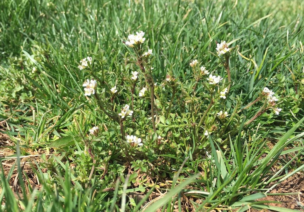 Bittercress grass weed growing in lawn
