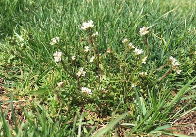 The 8 Most Notorious Lawn Weeds in North Texas & How to Get Rid of Them