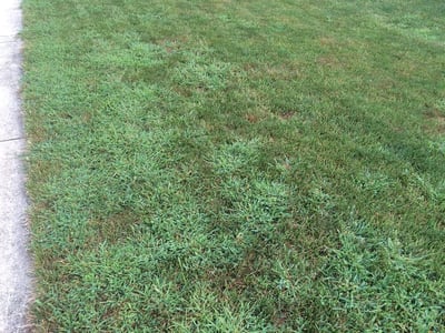 Crabgrass in Texas Lawns: How to Prevent and Eliminate It for Good