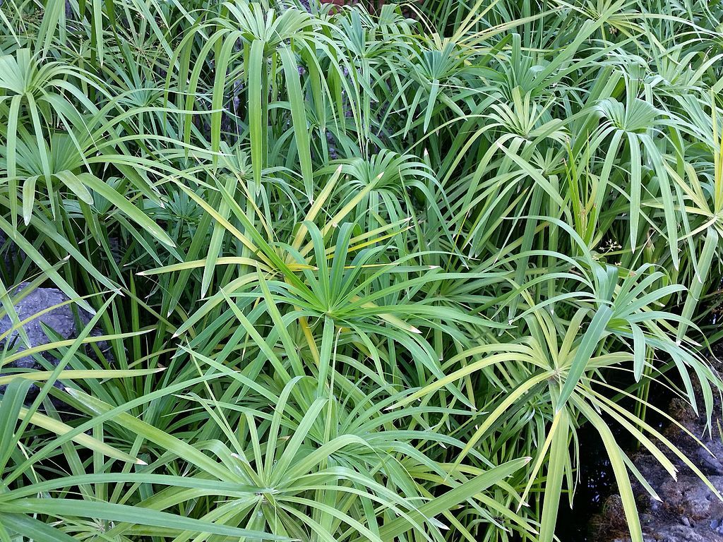 Cyperus Papyrus for landscape groundcover