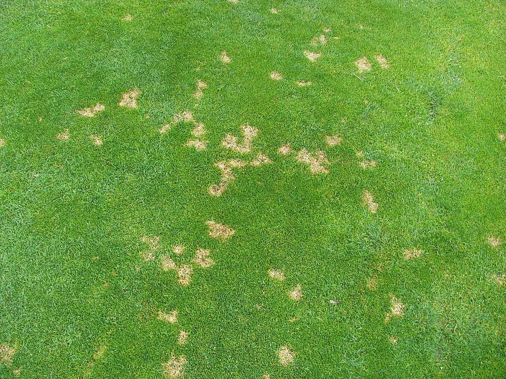 Lawn with brown patches from dollar spot
