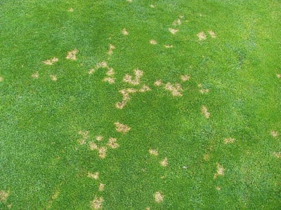 How to Identify and Treat Common Lawn Diseases in North Texas