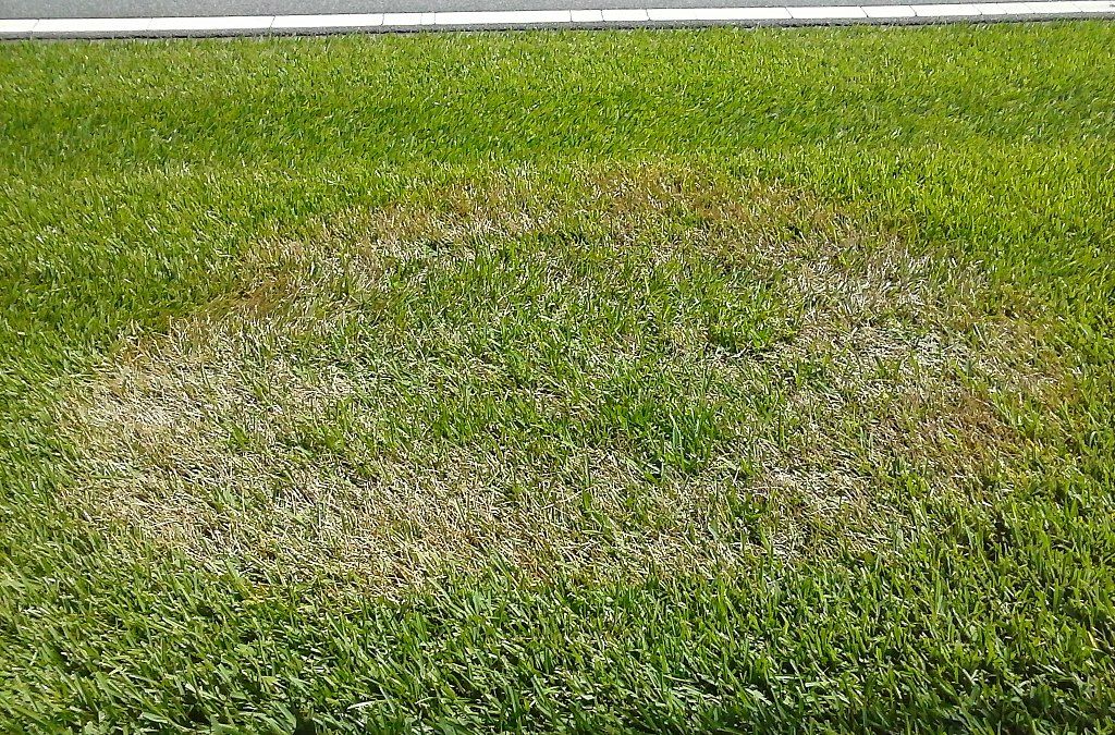 brown patch