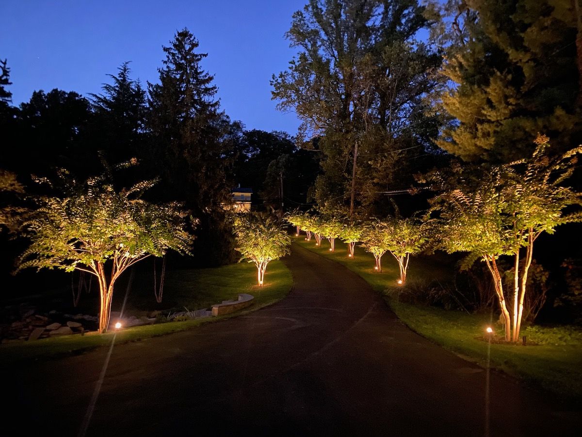 landscape lighting near trees along driveway