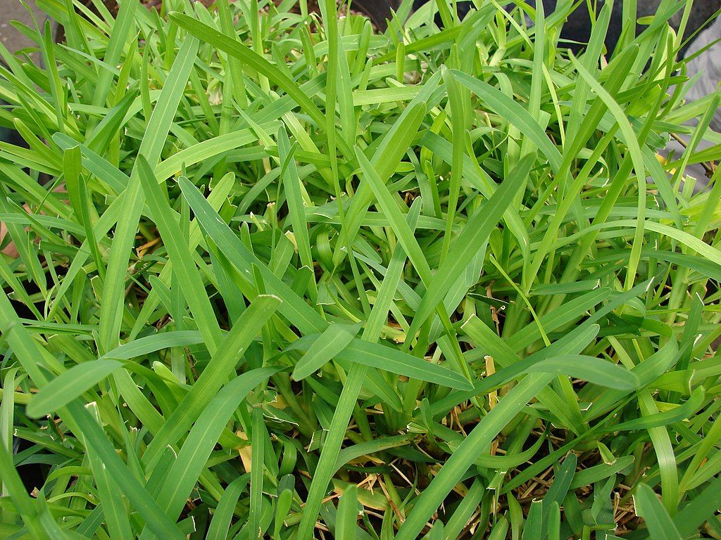 St Augustine Grass