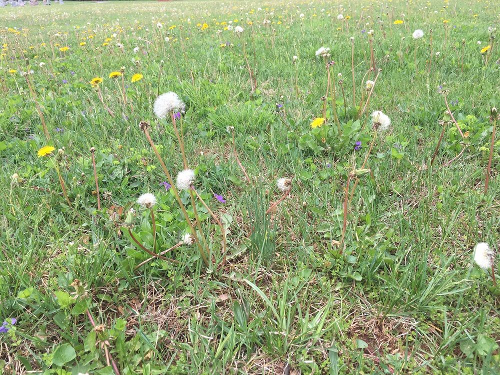 lawn full of weeds