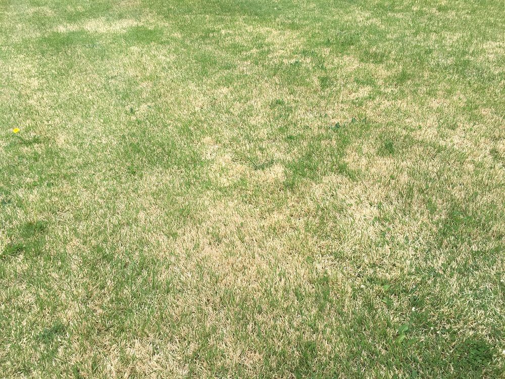 Lawn with yellow Zoysia grass