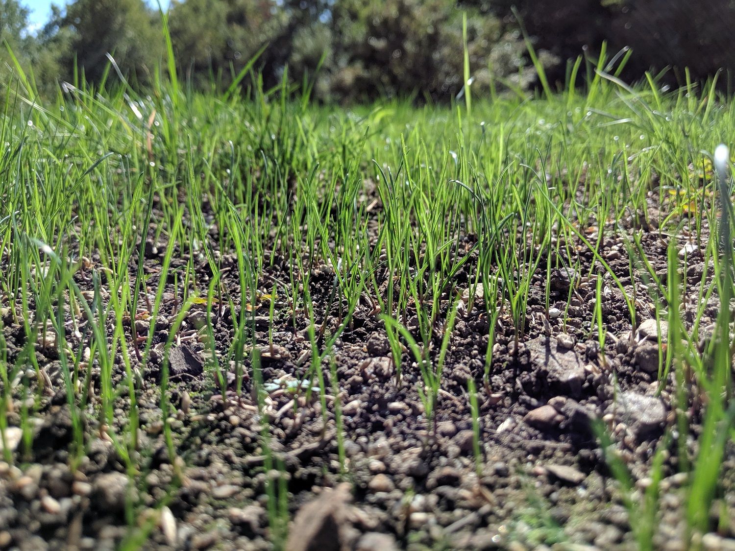 grass-germination-soil