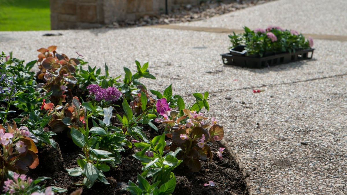 flowers to be planted in landscape beds on driveway