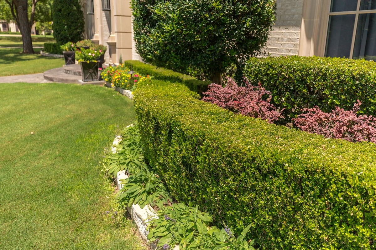 shrubs and plantings in landscape bed