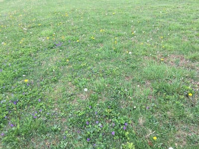 6 Pro Tips to Prevent Weeds From Growing in Your North Texas Lawn
