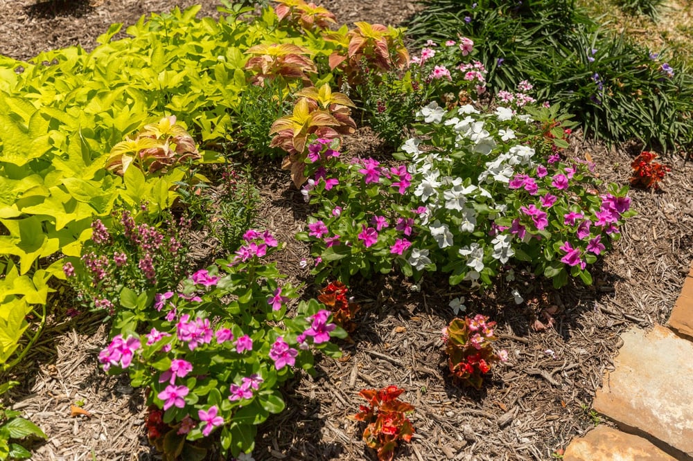 plant bed with mulch
