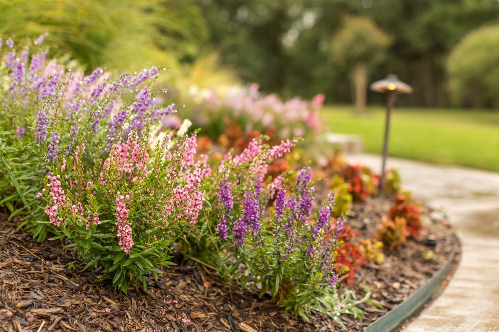 Mulch protecting and holding moisture for the plants